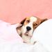 Is My Dog Sick?
